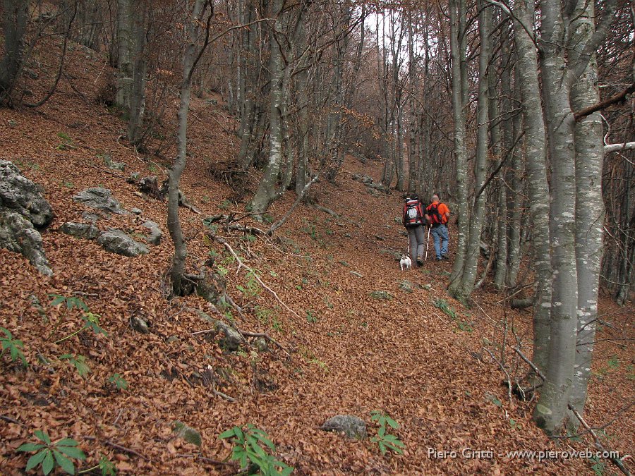 cancervo102 119.jpg - Faggeta sul sentiero in direzione Baita del Cancervo